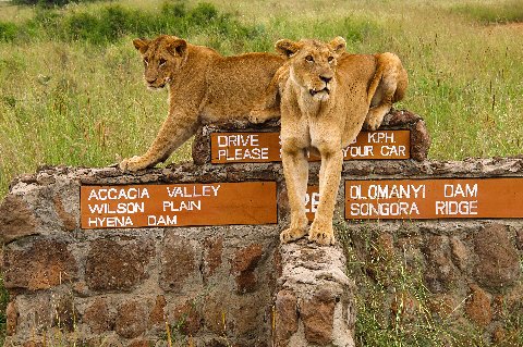 Leones descansando sobre un poste señal en el Parque Nacional de Nairobi, con claras oportunidades para observar la fauna.