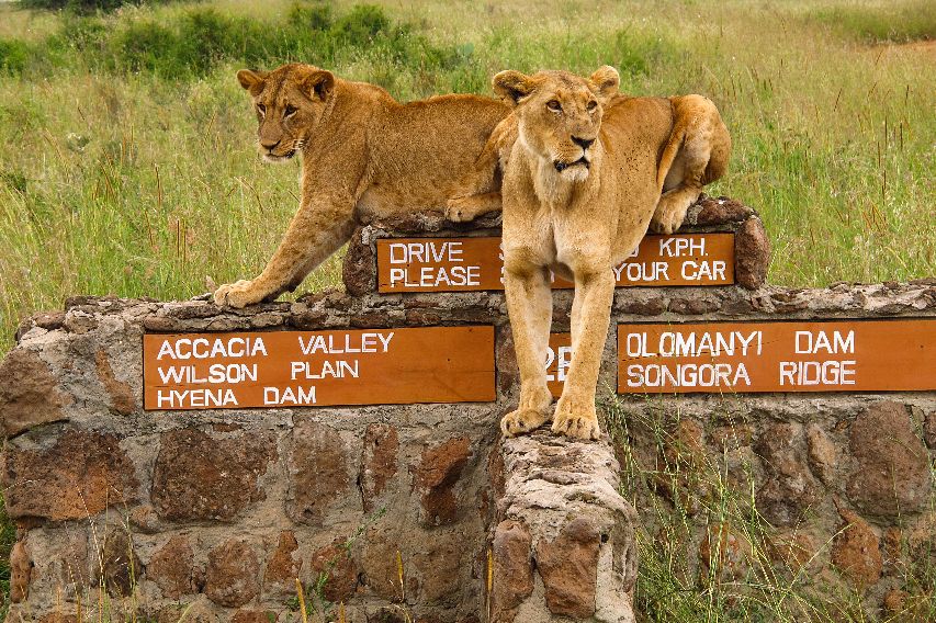 Leones descansando sobre un poste señal en el Parque Nacional de Nairobi, con claras oportunidades para observar la fauna.