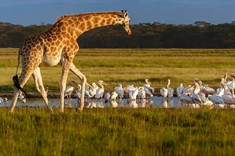 Una amplia panorámica del lago Nakuru que muestra miles de flamencos en su hábitat natural.